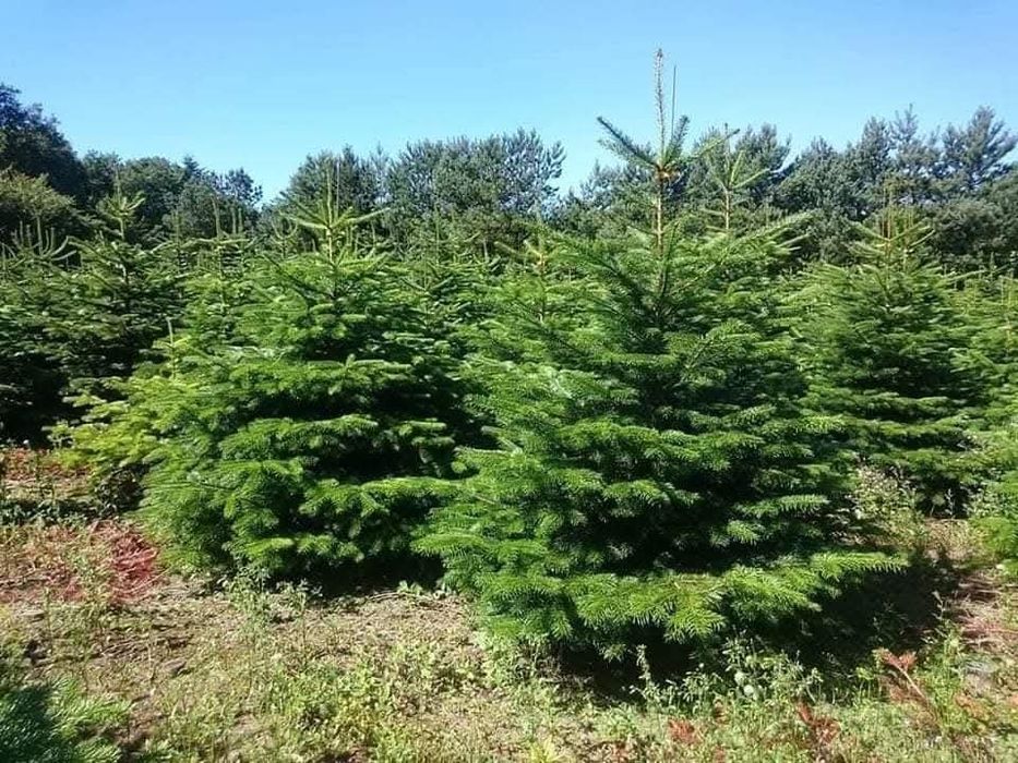 Jodła Kaukaska z Danii,Pomorza,świerk, Cięte oraz doniczkowe