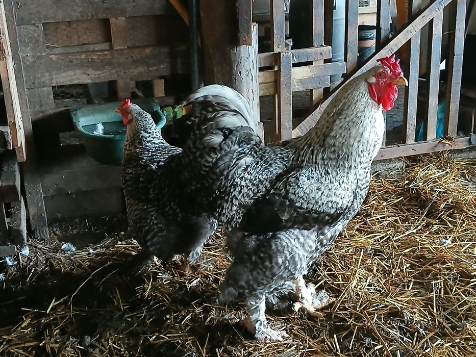 Brahmas Perdiz Dourado  e  Brahma Pedrês Barrado Grande Porte