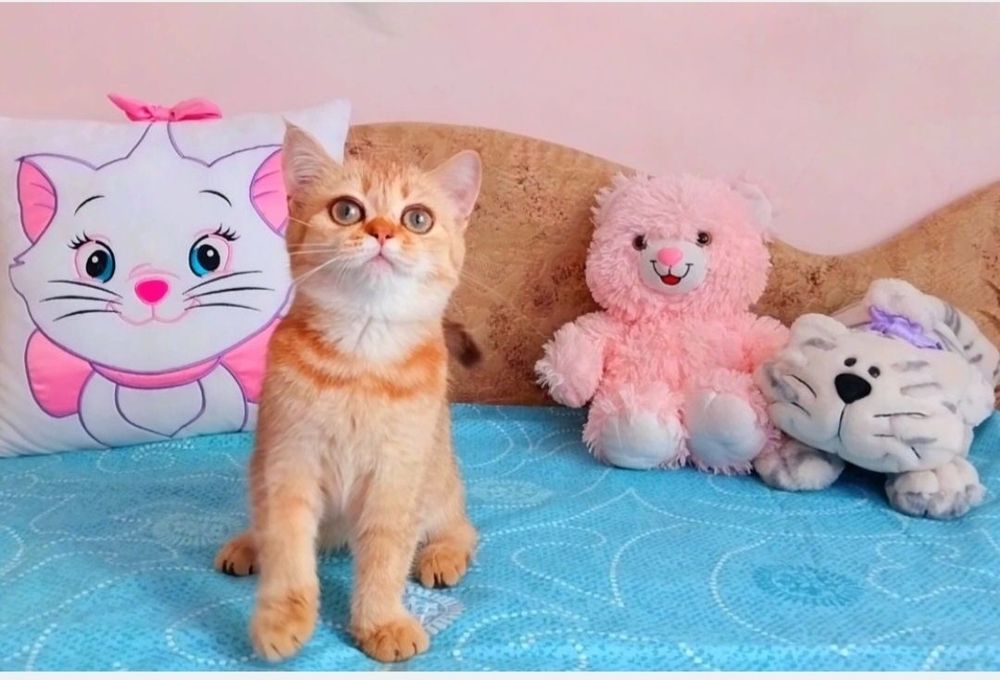 Девочка милашка, ооочень умненькая, добрая и ласковая