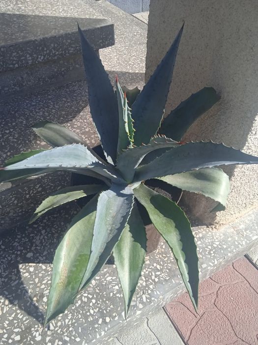 Продаються Агави