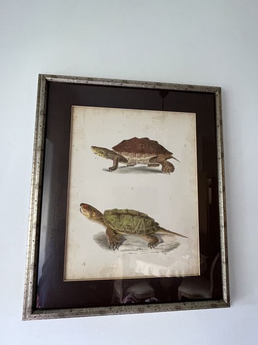 Dois quadros tartarugas425129309939978241