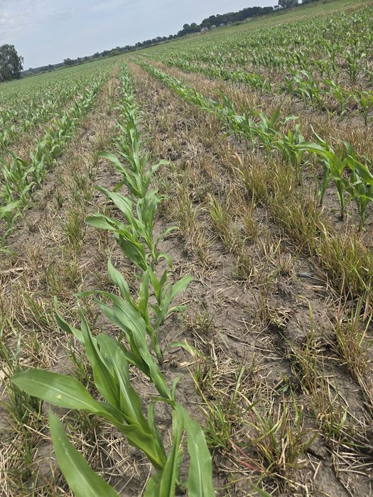 Siew pasowy Strip Till buraków, kukurydzy