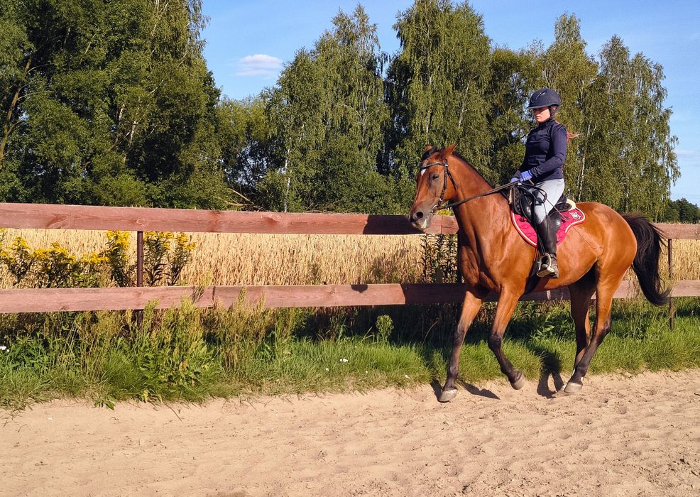 Zajeżdżanie koni
