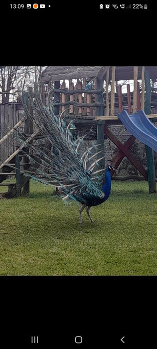 Paw samiec dorosły pawie