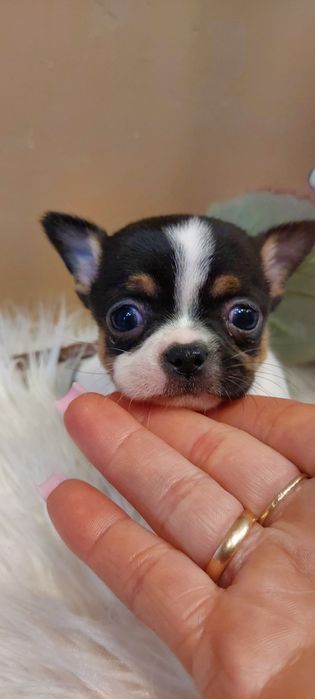 Mini chłopczyk Chihuahua