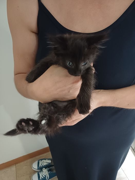 Gatinho preto com olhos azuis - 2 meses