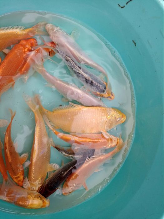 Karaś złota karp sazan koi