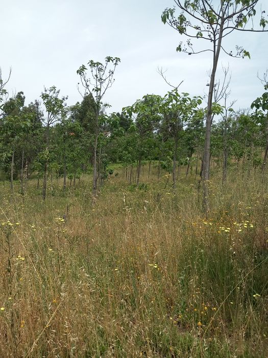 Vendo Ruina e terreno