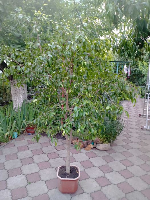 фікус Берджаміна