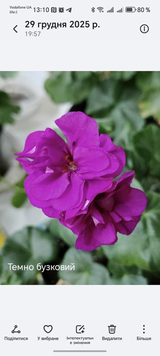 Пеларгонія плющелисна 70 грн.