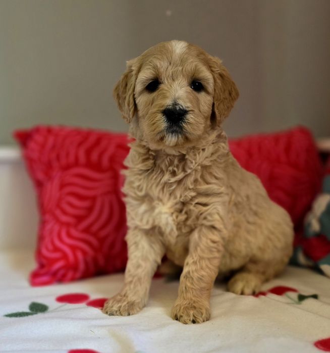 Suczka goldendoodle