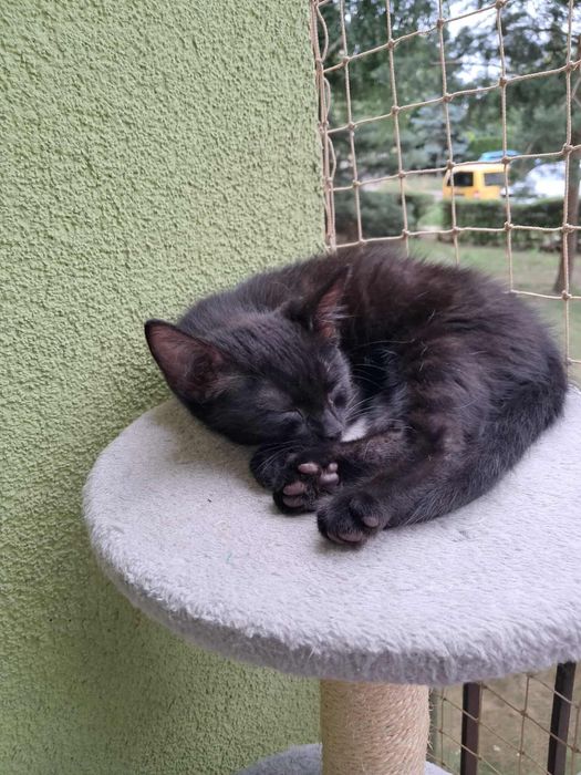 Lucyfer- słodki jak brownie kocurek szuka właśnie Ciebie