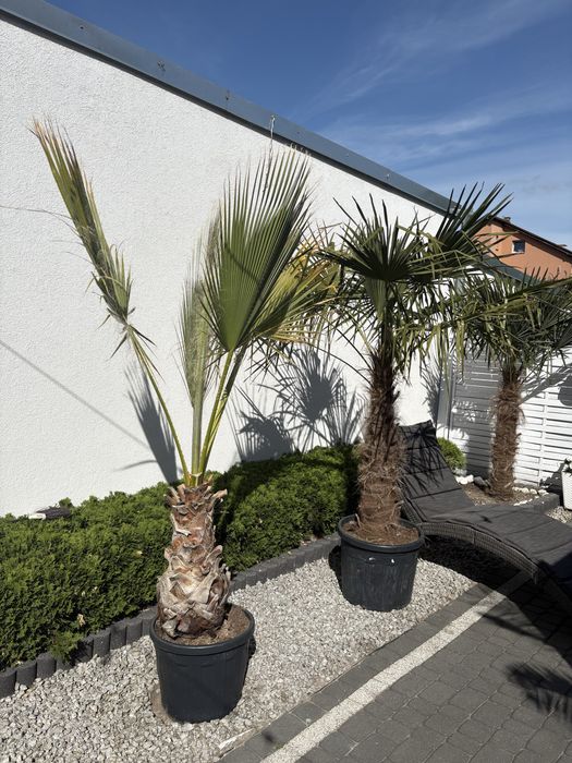 Dwie Palmy Trachycarpus i Waszyntonia