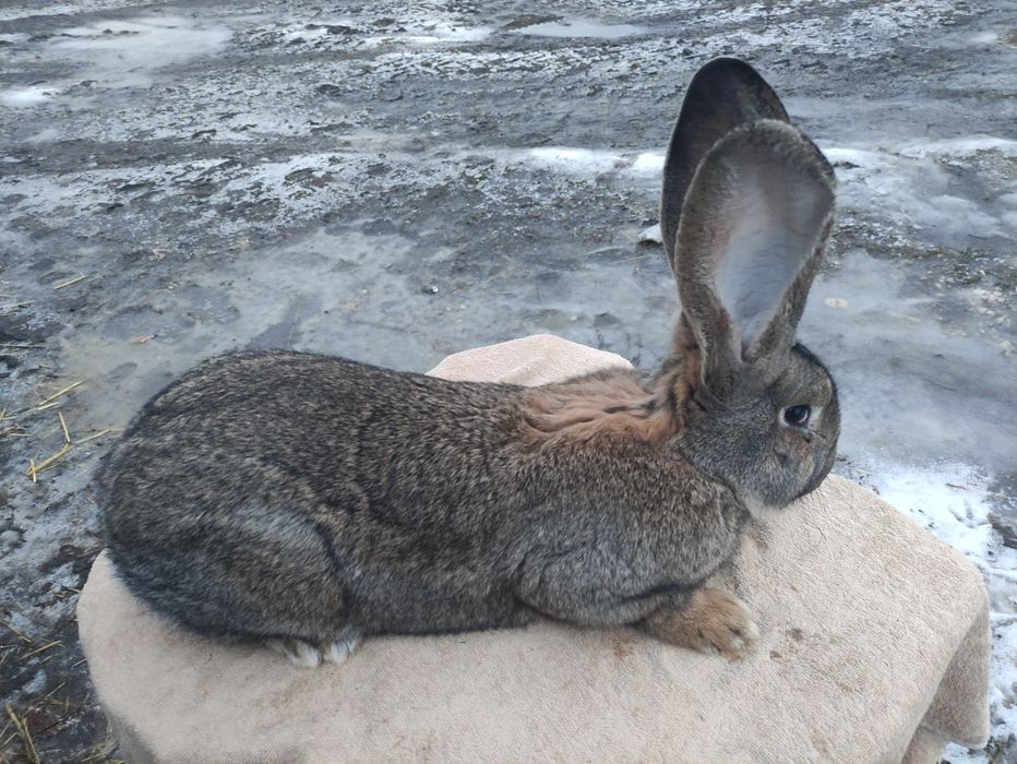 Olbrzym belgijski szary