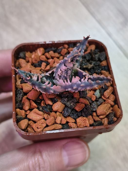 Aloe tct алое тст гібрид