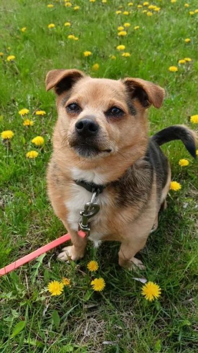 Mikrus do adopcji. SANDOMIERZ !!!
