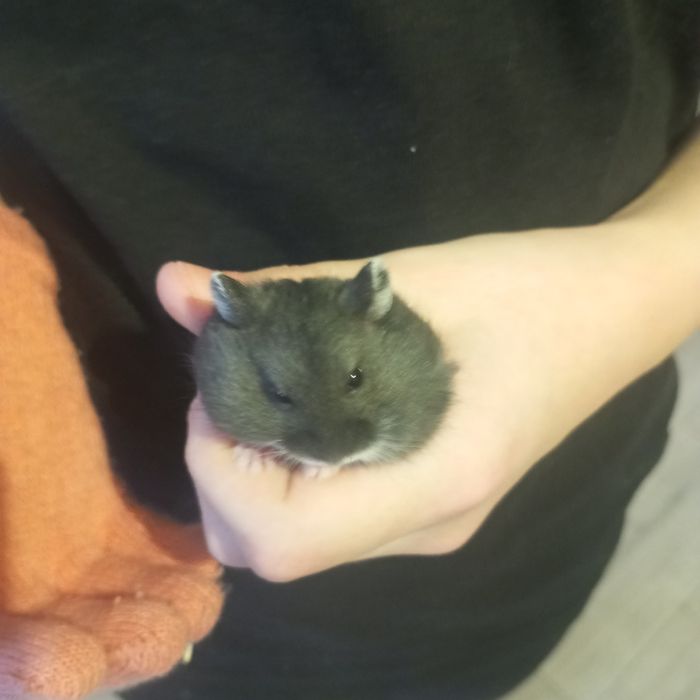 Chomiaky oddam za darmo