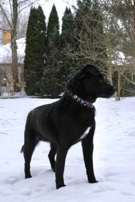 Mlodziutki piesek Luluś szuka domu!