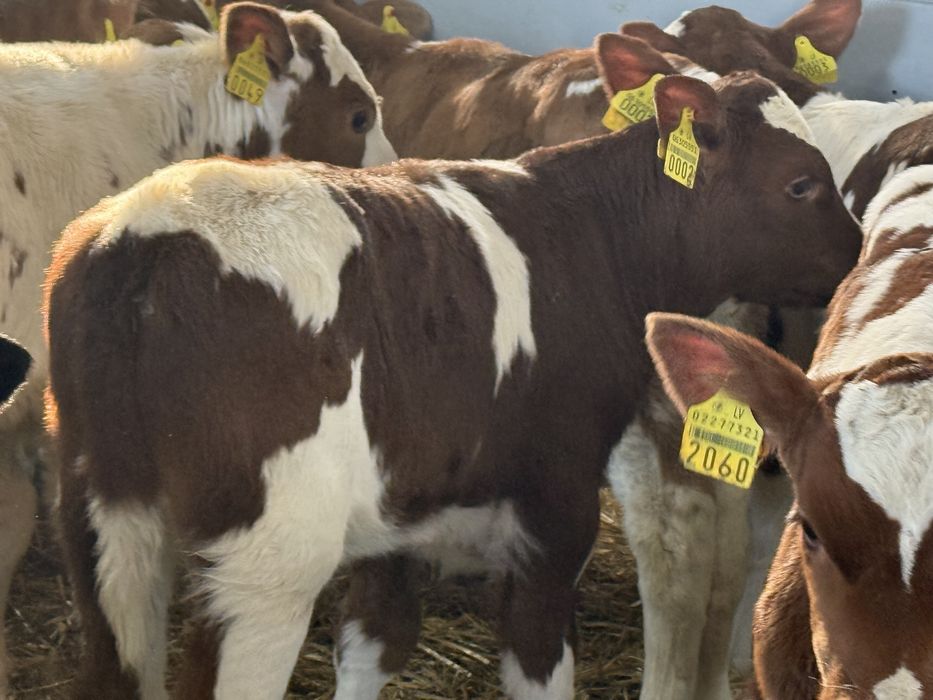Cielaki odsadki byczki jałóweczki
