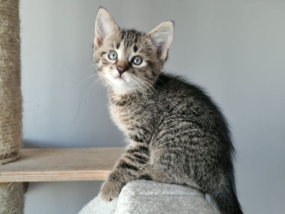 Parys i Przemo szukają wspólnego domu! Bure maluchy do adopcji!