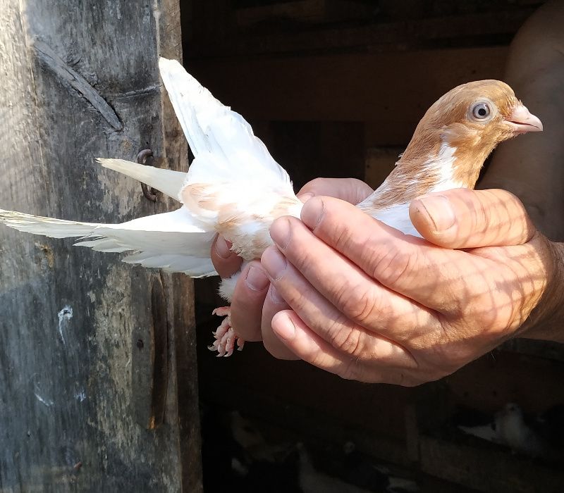 Gołębie zamojskie, różne. Likwidacja hodowli