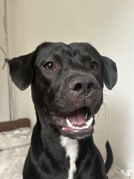 American Staffordshire Terrier