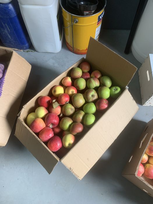 Яблука зимових сортів.