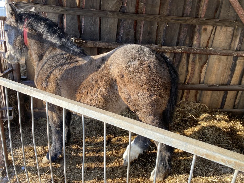 Sprzedam zrebice siwa i tarantke