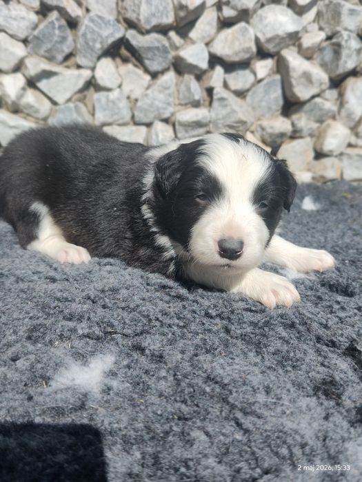 Border collie cudowny piesek przebadani rodzice do odbioru