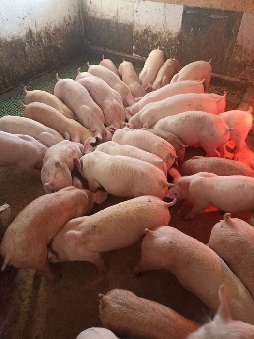 Продам поросята свині