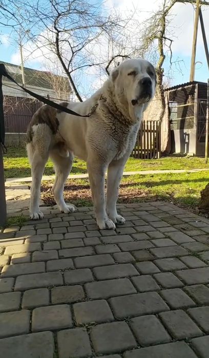 Алабай САО кобель на в'язку