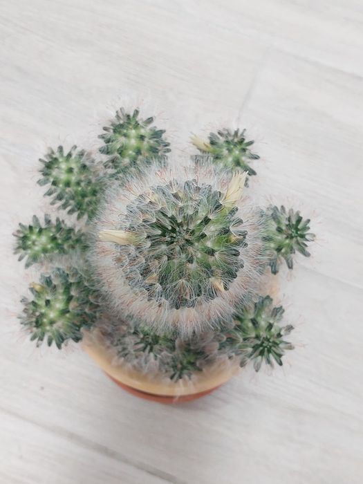 Мамілярія, кактус, сукуленти, вазон