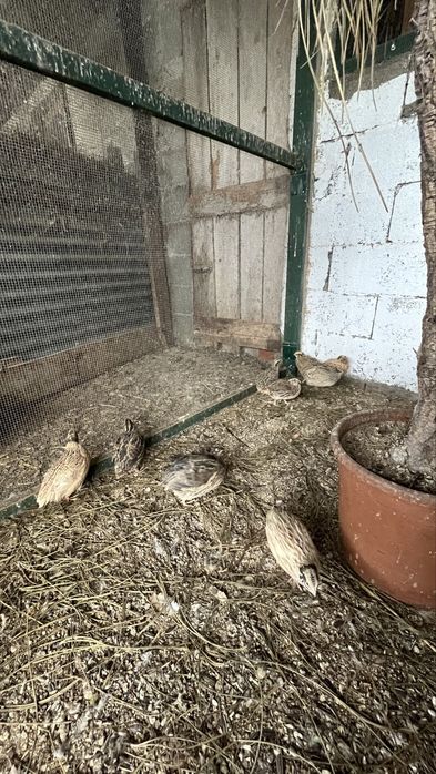 Ovos de codornizes galados