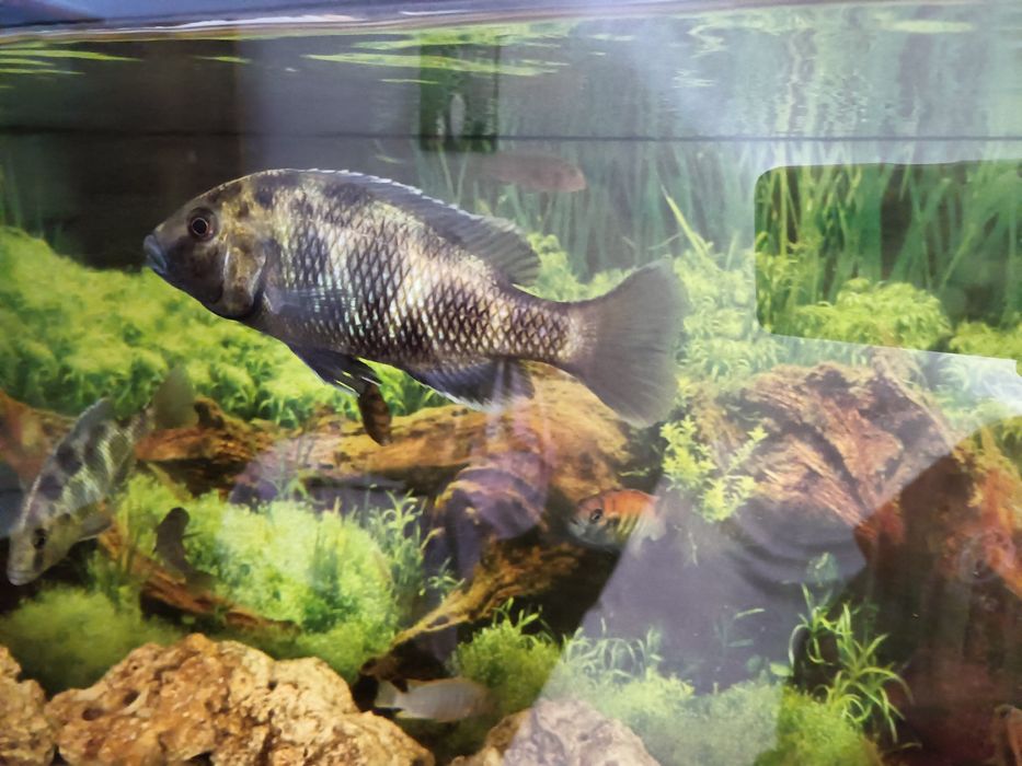 Macho Venustus ciclideo