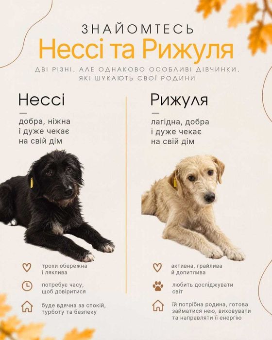 УВАГА: ТЕРМІНОВО ШУКАЄМО ПОСТІЙНУ РОДИНУ і безпечне місце для песиків. Вінниця.