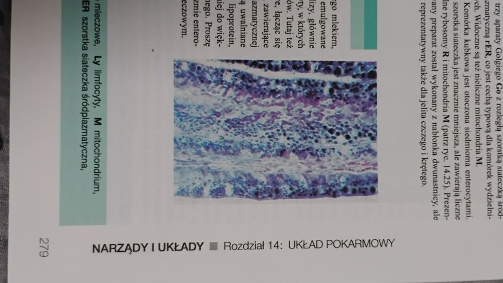 Histologia Wheater