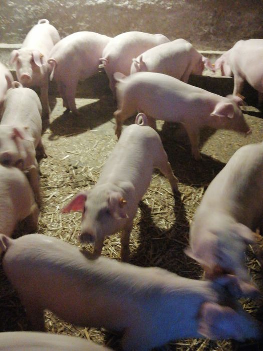 Prosięta PBZ. Sprzedam.