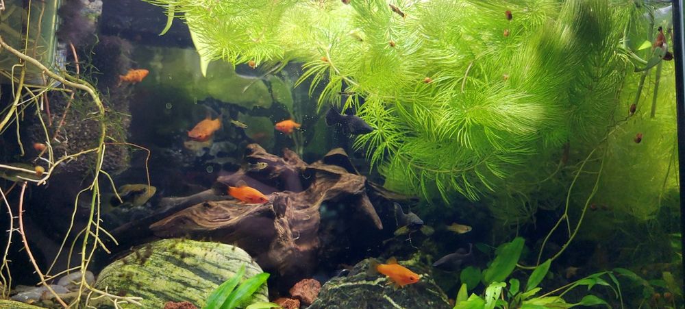 Małe gupiki i rośliny