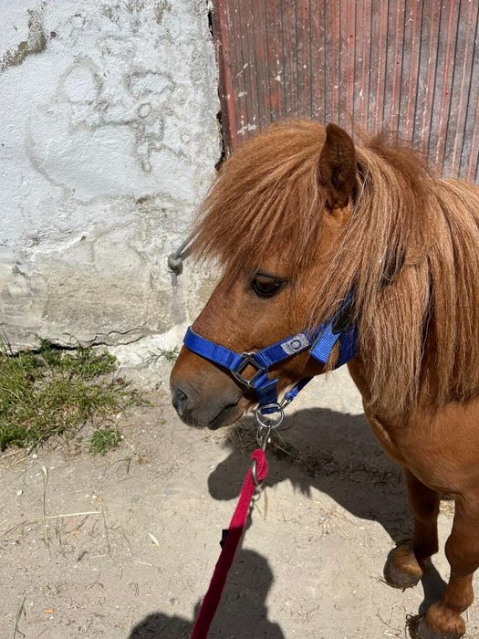 Vendo charrete nova usada so 3 vezes usadas  junto com o poeni .