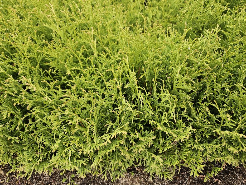 Tuja Tiny Tim - dwuletnie sadzonki