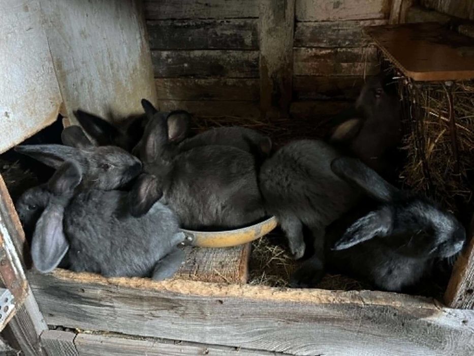 Króliki mieszańce barana francuskiego