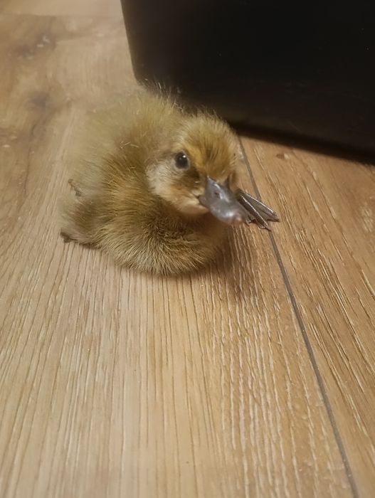 Biegus indyjski maluchy