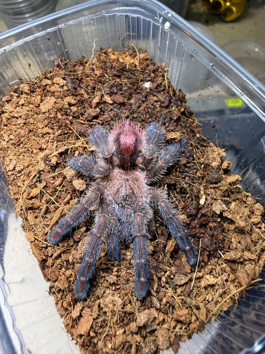 Ybyrapora diversipes samica 2dc