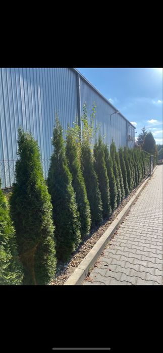 Gęsta Tuja Szmaragd 160-170cm Dostawa Sadzenie Producent Tuje