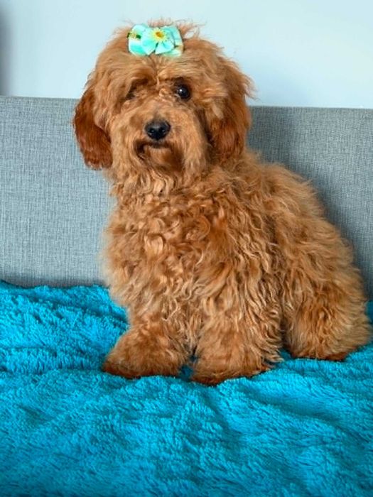 Maltipoo & pudel toy - mini suczka