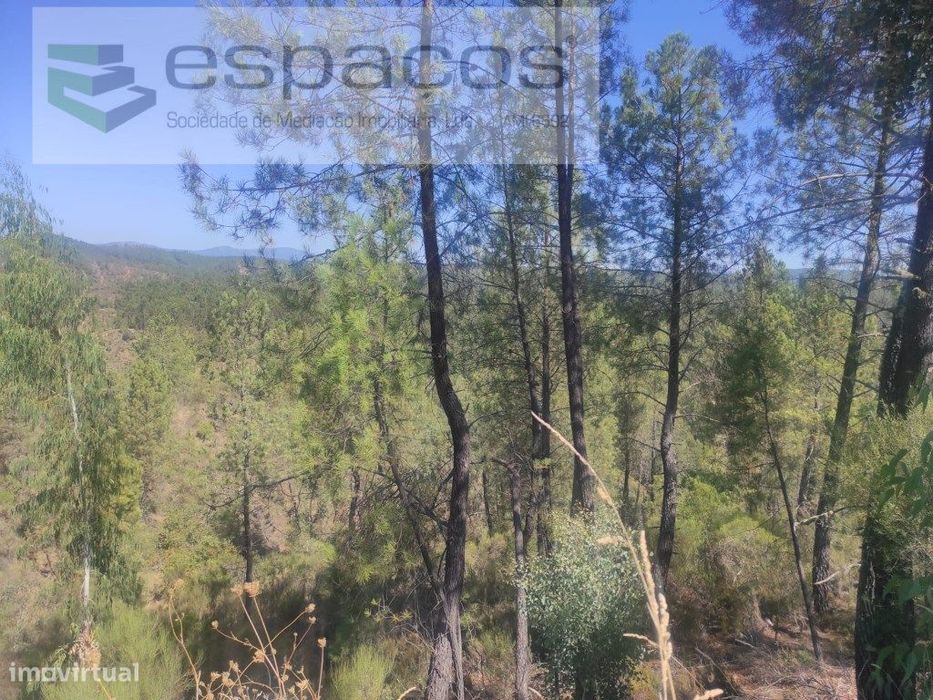 Terreno Florestal