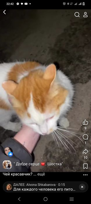 Котик в добрі руки