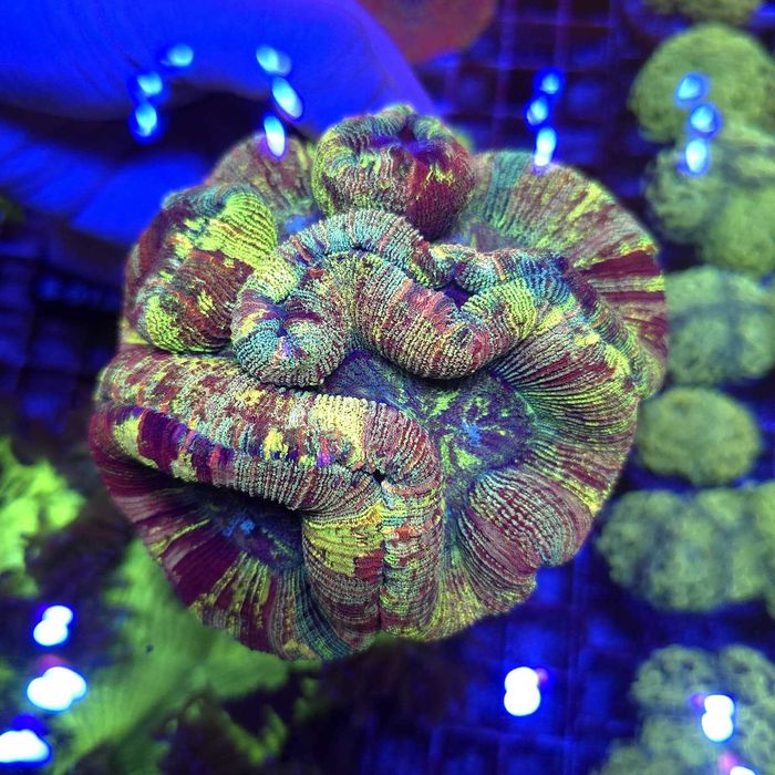 Trachyphyllia Master Grade Rainbow WYSIWYG koralowce LPS  Kingdom of Corals
