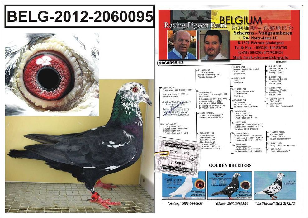 gołębie pocztowe-młode 2025 po org Scherens Vangramberen- TYGRYSY