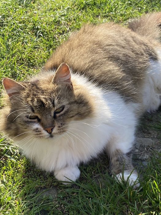 Віддам в добрі руки кішку